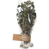 mykraut Oregano Strauch