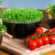 GrowGrowNut BIO Sprossen-Set