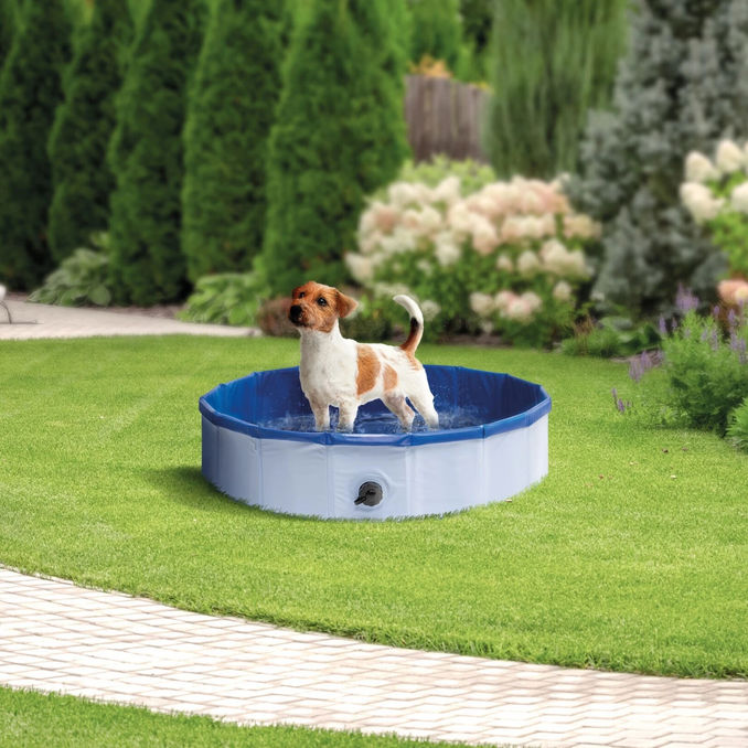 My Fellow Doggy-Pool